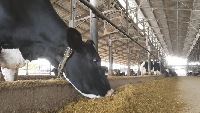 O nás - RMH Agri – krmné míchací vozy pro moderní farmy